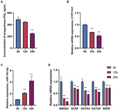 The role of miR-10a-5p in LPS-induced inhibition of progesterone synthesis in goose granulosa cells by down-regulating CYP11A1